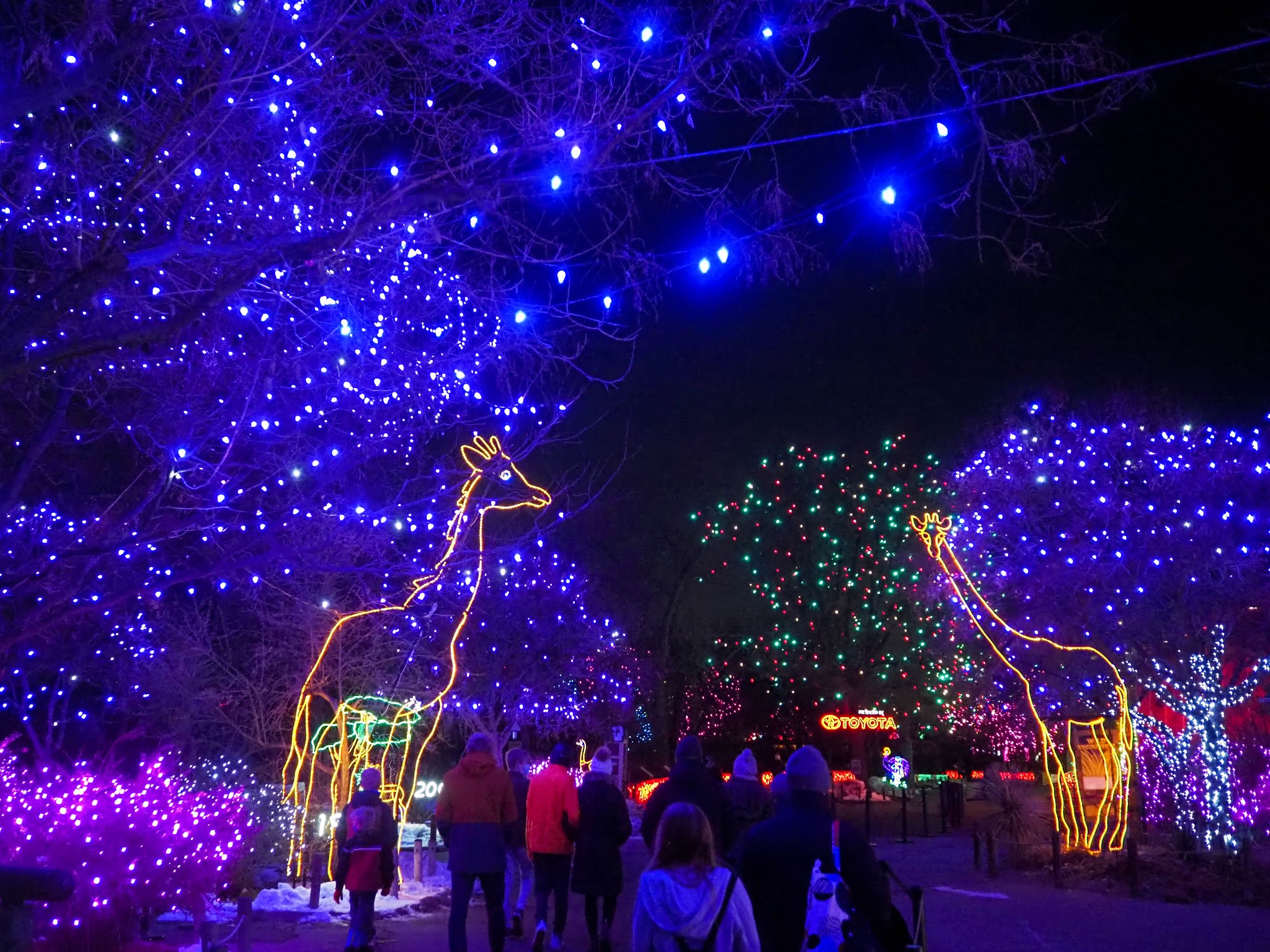 How much are denver zoo lights tickets? Little Hiccups Denver Zoo Lights