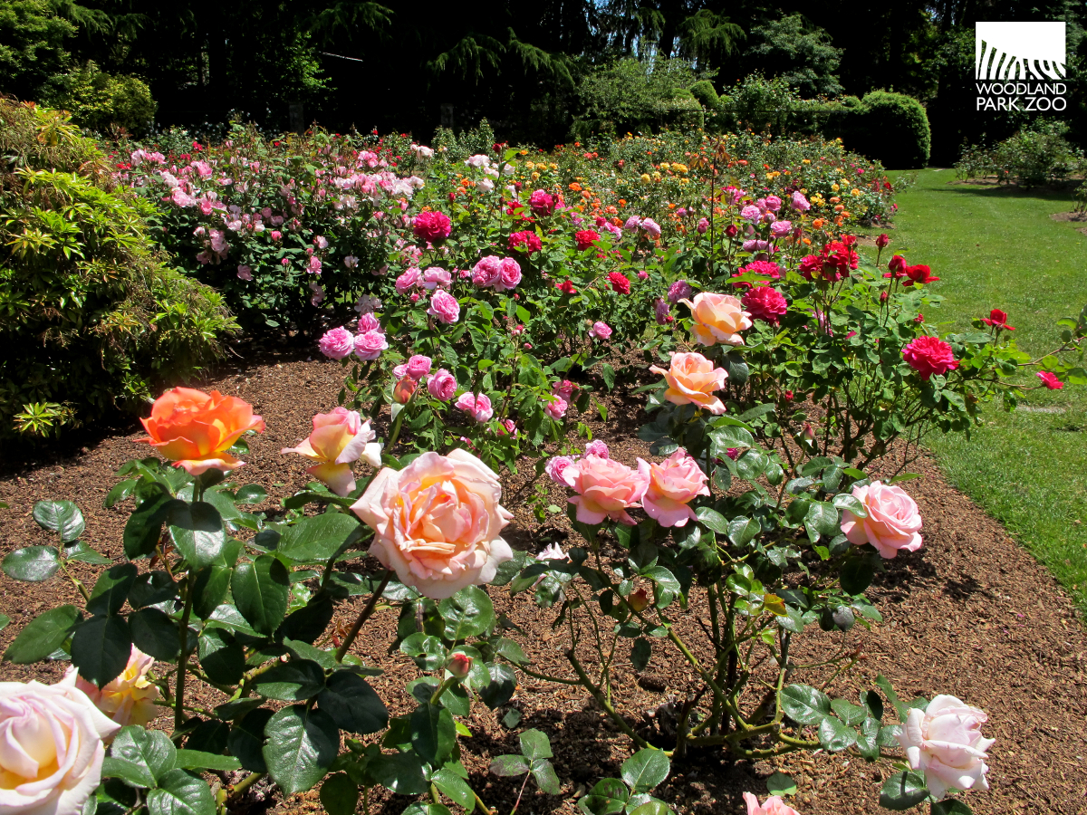 Until dusk every day of the year, free of charge. Woodland Park Zoo Blog Rose Garden reaches color peak