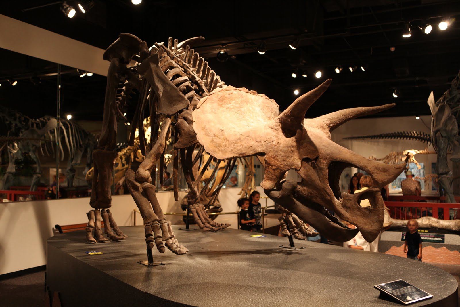 Web 75,000,000 bc is an immersive gallery that discusses what arizona looked like 75 million years ago. i heart mesa. The Arizona Museum of Natural History