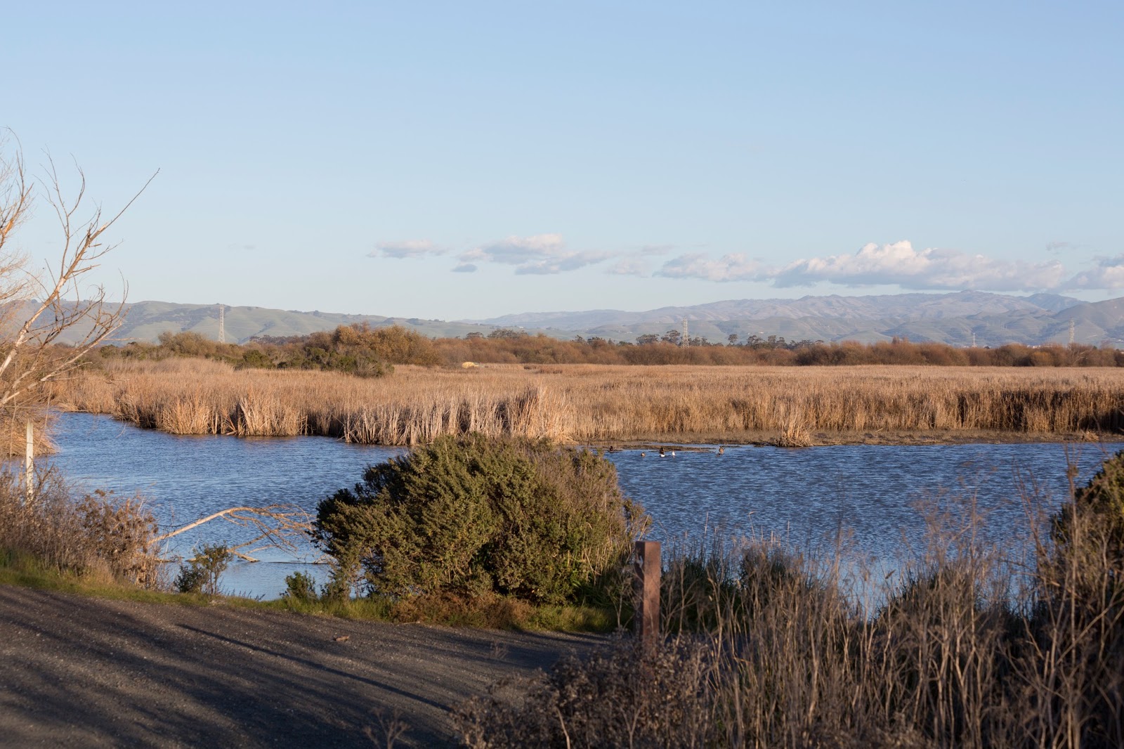 Coyote hills regional park was dedicated to public use in 1967. Naturetastic Blog Coyote Hills Regional Park Scenery (Fremont, CA)