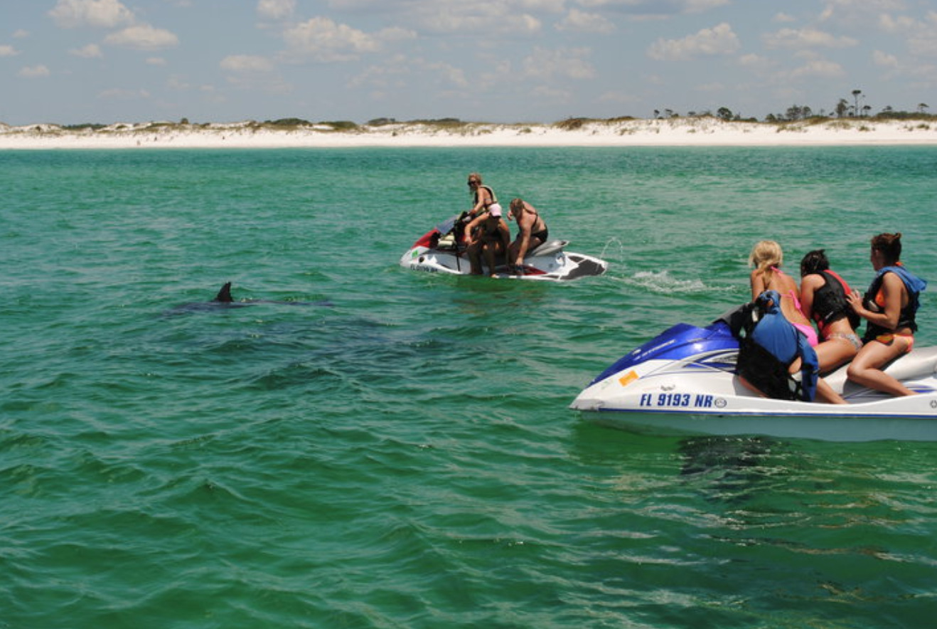 Dolphin tours are a great chance to see wild bottlenose dolphins in their natural habitat. 9 Best Dolphin Cruises In Panama City Beach, FL TripShock!