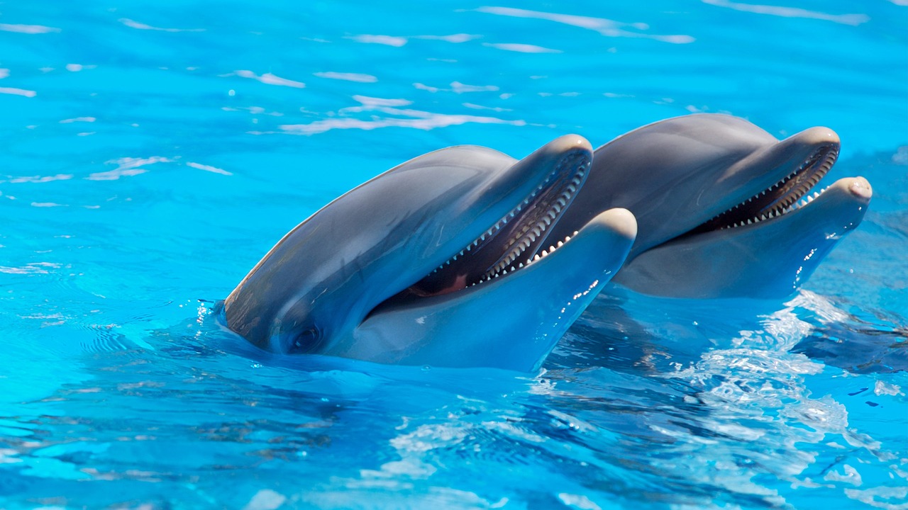 These daily excursions take you. 5 Reasons You Will Love a Gulf Shores Dolphin Cruise TripShock!