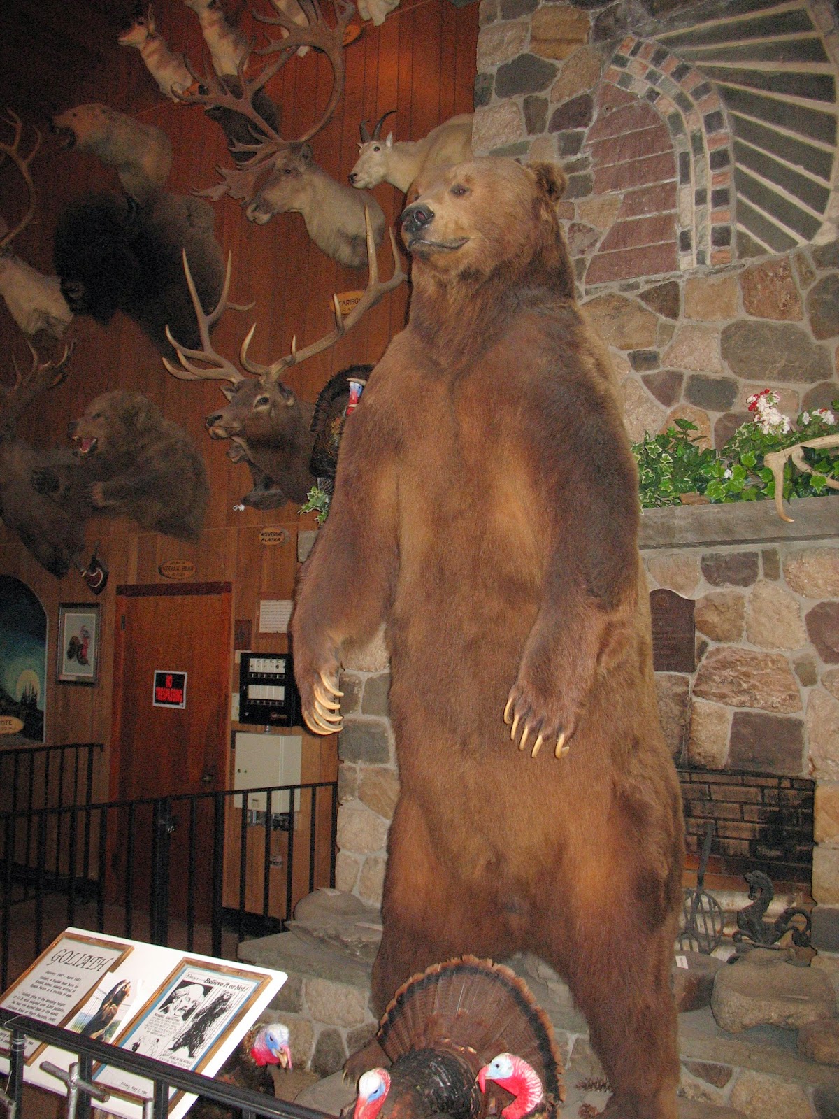 See 235 reviews, articles, and 92 photos of space farms zoo & museum, ranked no.5 on tripadvisor among 13 attractions in sussex. The Jersey Momma A Review of Space Farms Zoo & Museum